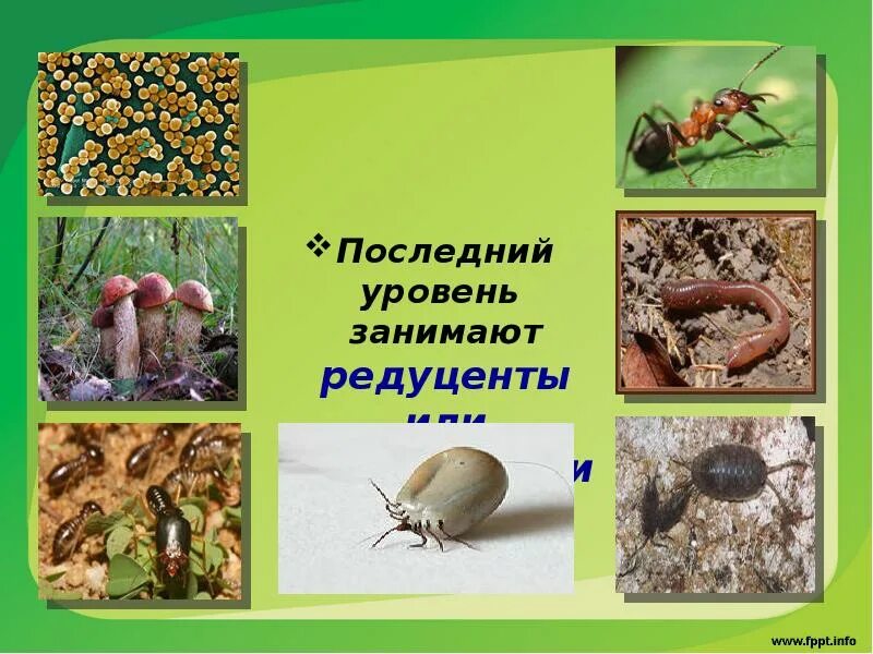 Редуценты деструкторы. Редуцент детритофаг фитофаг. Последний уровень редуценты. Детритофаги насекомые.