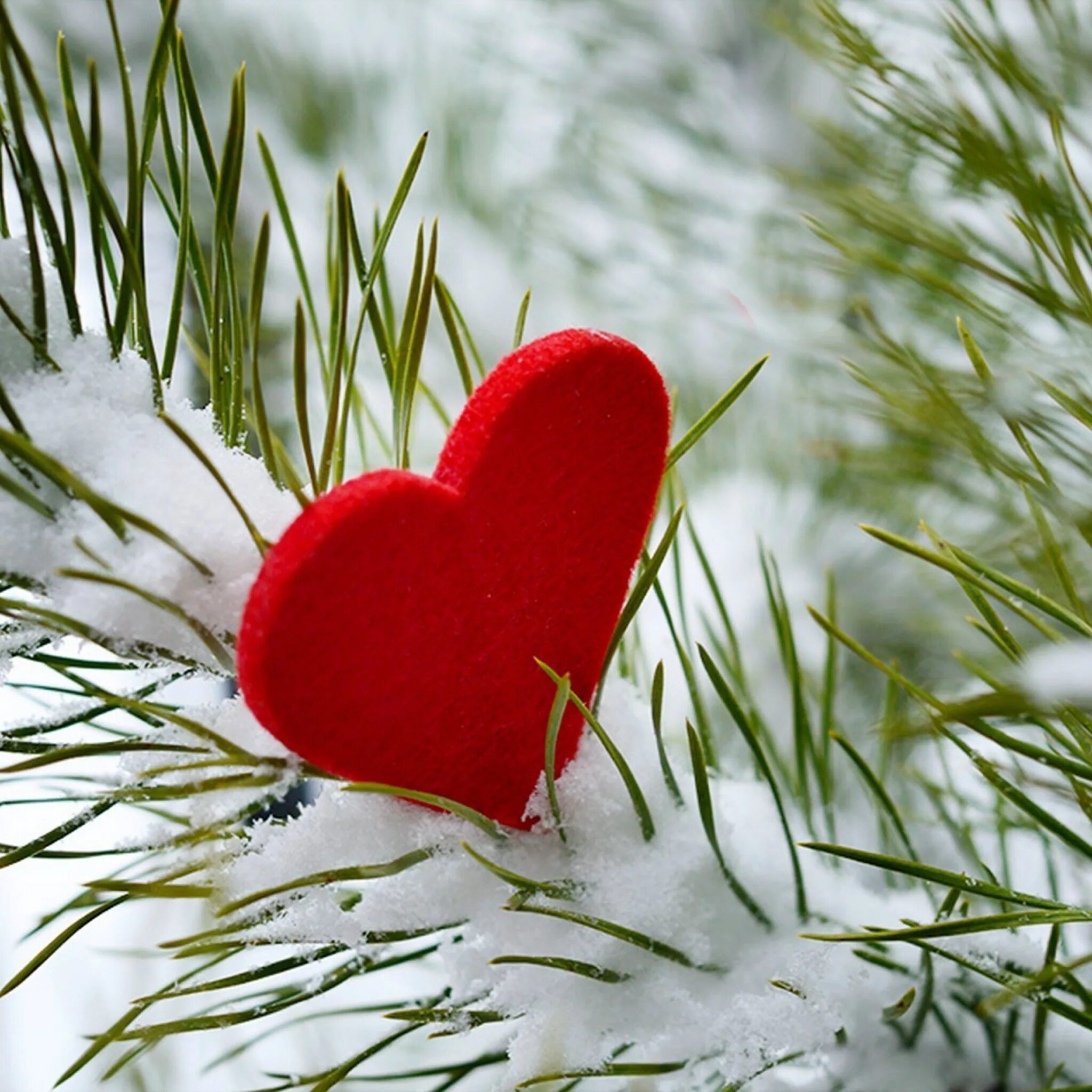 Сердце на снегу. Сердечко на снегу. Сердечко зима. Красивое сердце. Christmas i gave my heart