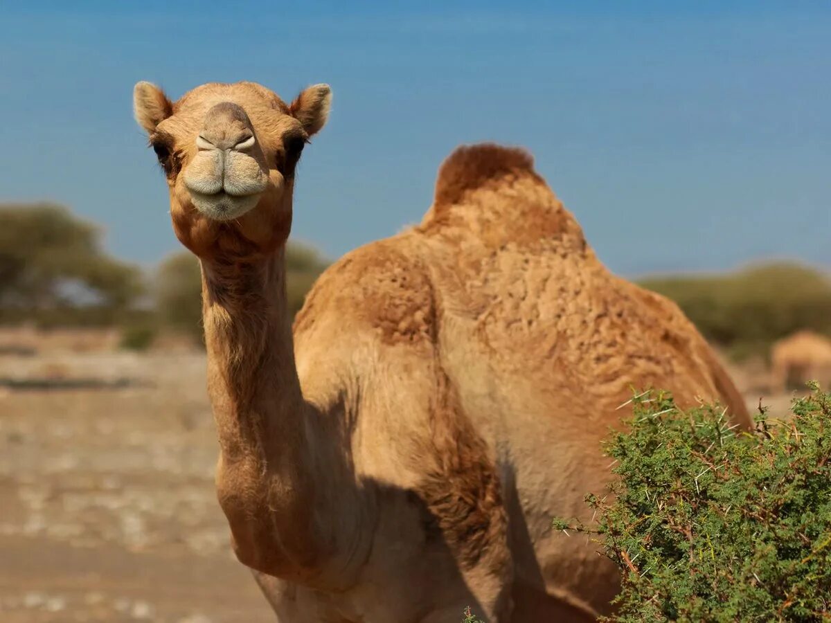 Camel. Лет живет верблюд