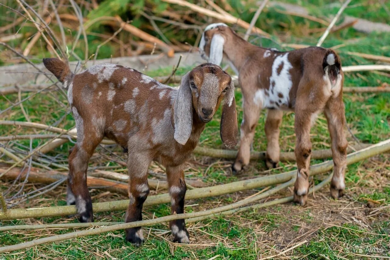 Козы нубийские фото цена описание. Нубийские козы. Англо-нубийская коза. Нубийские козы белые. Коза нубийской породы.