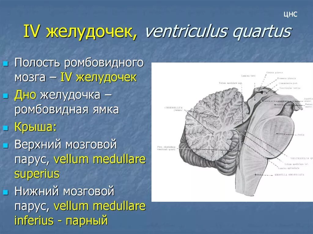 Задний мозг 4 желудочек. Четвёртый желудочек головного мозга анатомия. Четвёртый желудочек головного мозга анатомия строение. Стенки 4 желудочка мозга. Задний мозг полость