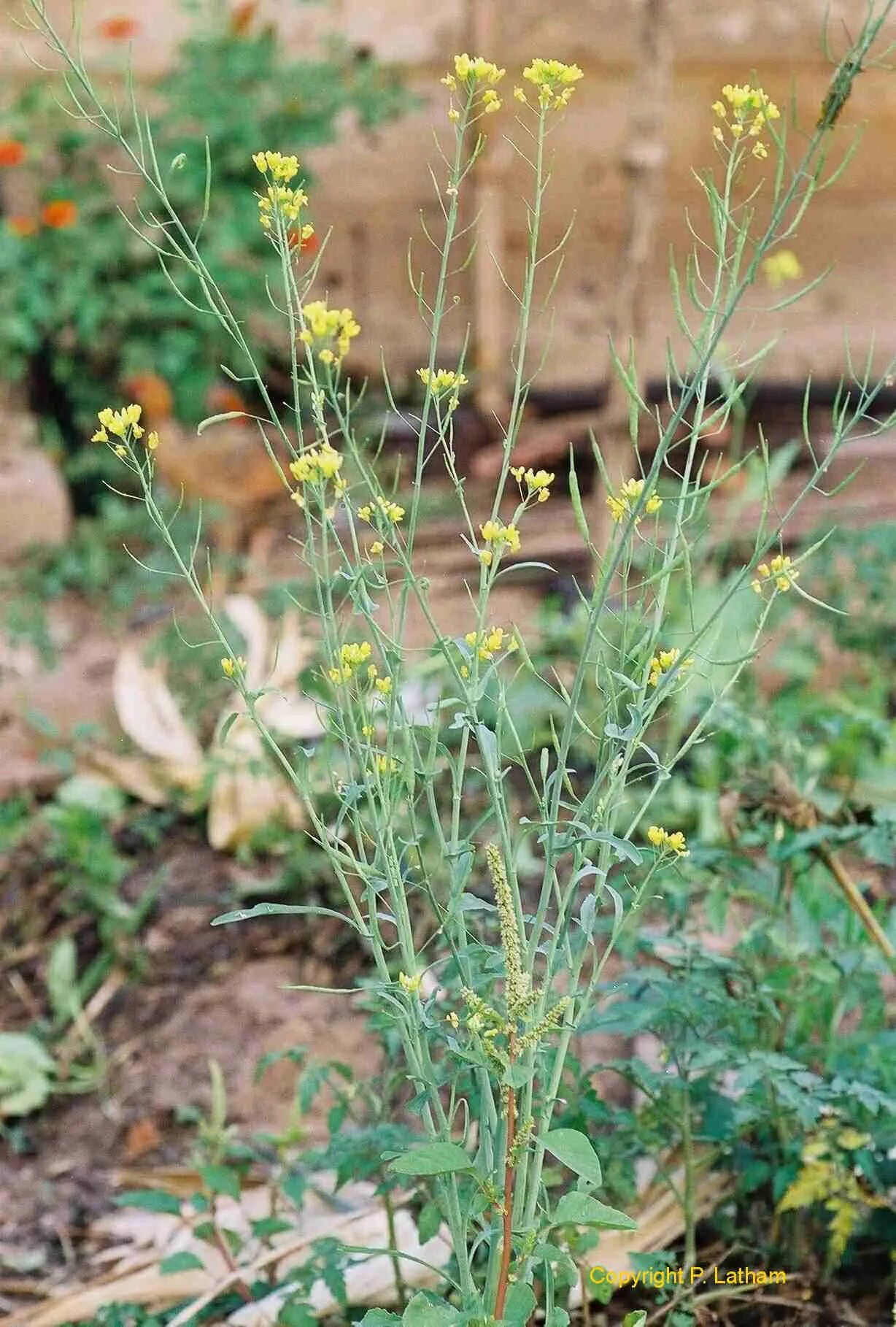 Сорняк с цветочками. Горчица сарептская (Brassica juncea l.). Горчица сарептская. Горчицу Brassica juncea. Горчица сарептская сорняк.