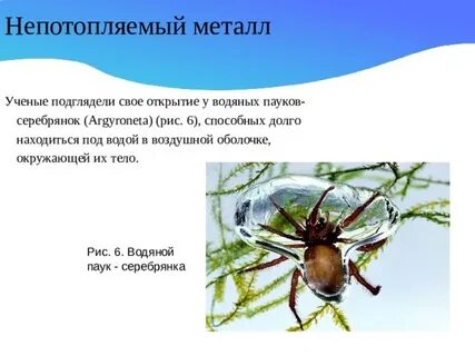 Паук серебрянка развитие с метаморфозом или прямое