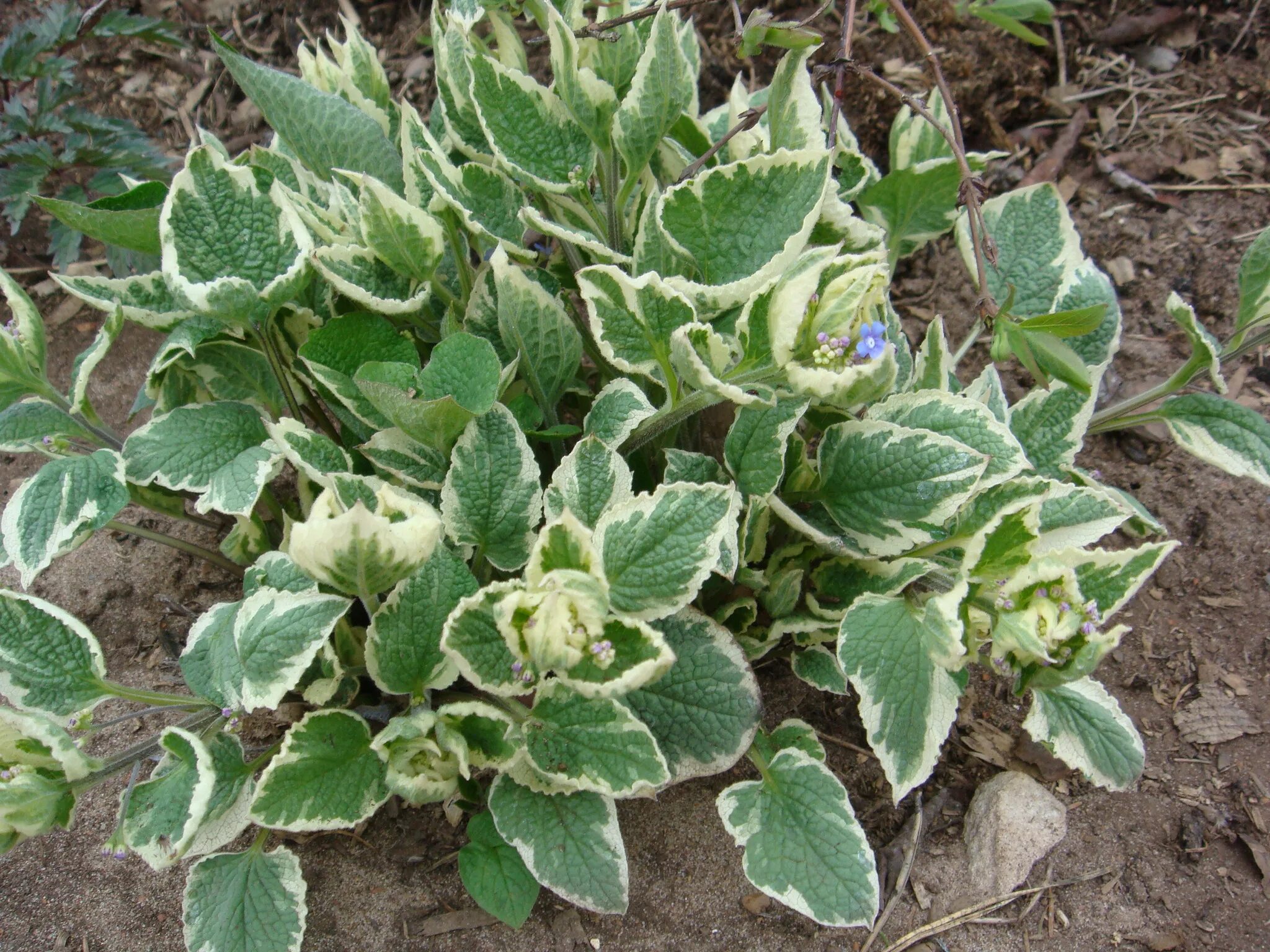 Купить Гортензия крупнолистная ВариегатаHydrangea macrophylla Variegata - в пито