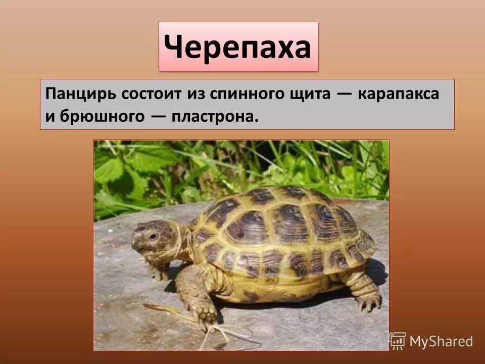 черепаха вид сбоку. спинной щит черепахи 8 букв. строение панциря красноухой черепахи. панцирь морской черепахи. спинной щит черепахи 8 букв.