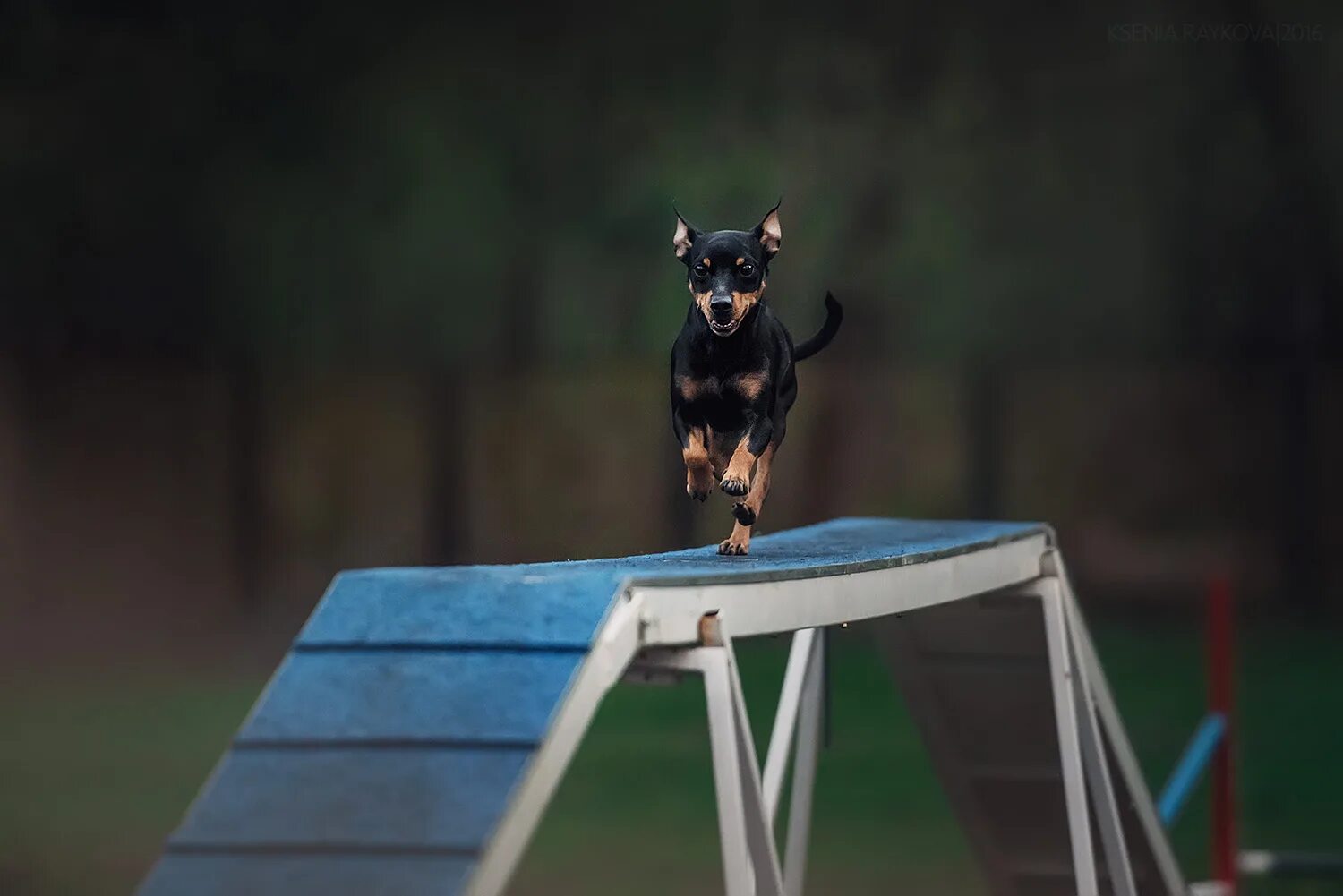 Собака проходит. Как могла назвать пса девушка. Полоса препятствий для собак. Собака проходит. Немецкая овчарка шеферд.