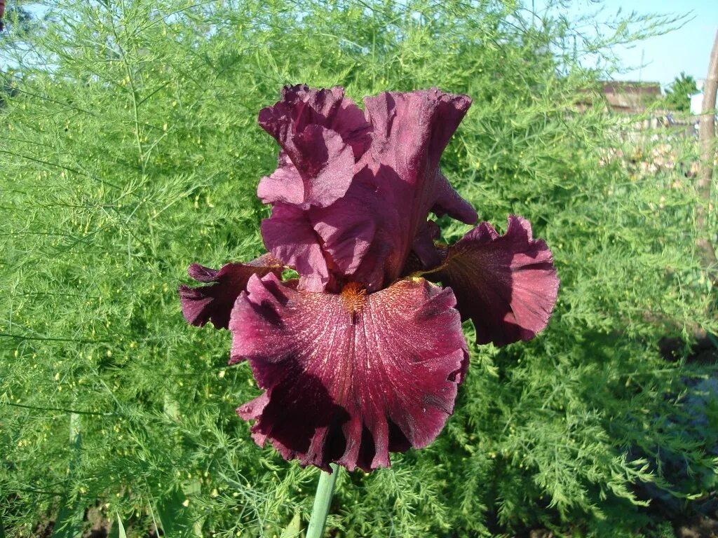 звезда ирис