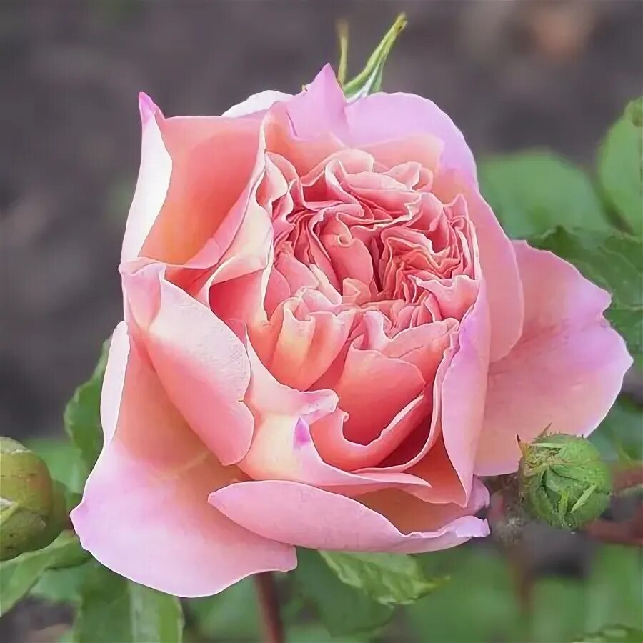 Купить Роза чайно-гибридная Belle Romantica в Новосибирске Сибирская усадьба