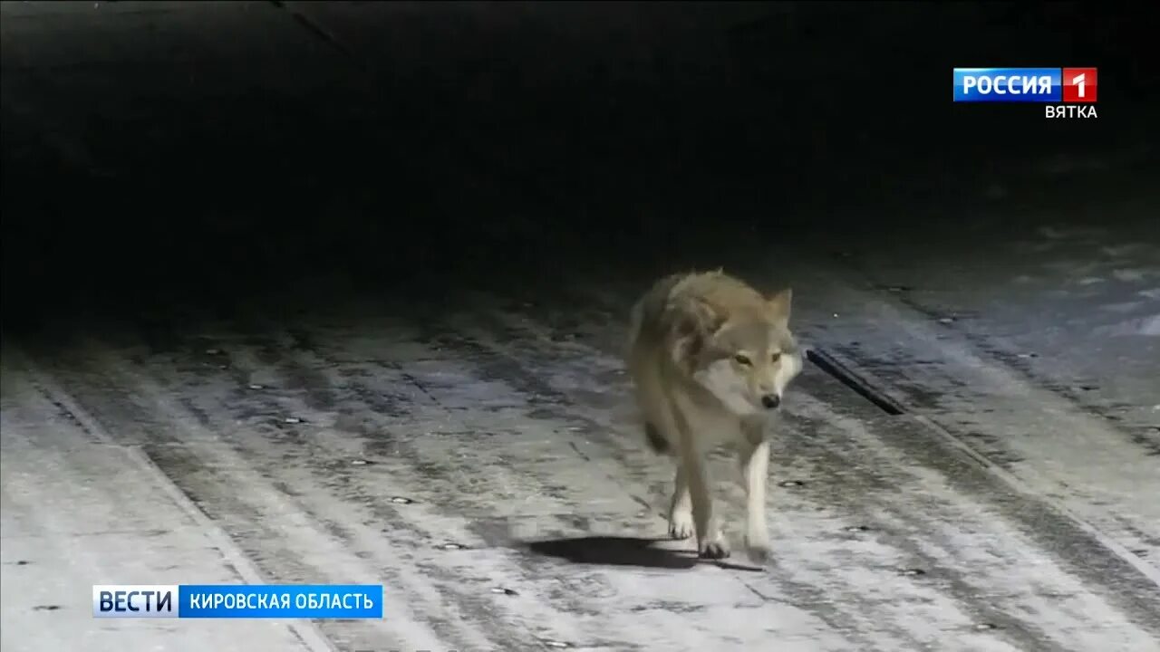 Волки в кировской области 2024 фото Волки утащили четвертую собаку!": в Кировской области хищники бродят по центру с