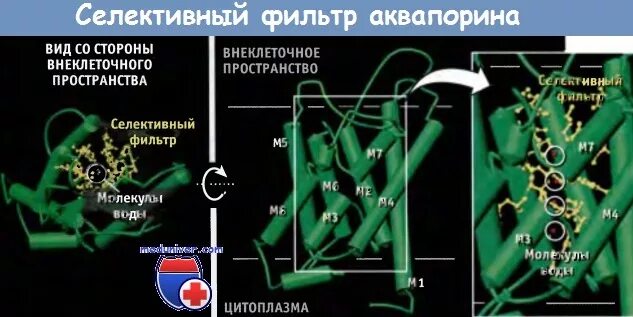 Аквапорин механизм переноса. Электрогенез клетки. Селективный фильтр. Селективный фильтр. Энергетический профиль канала показатель.