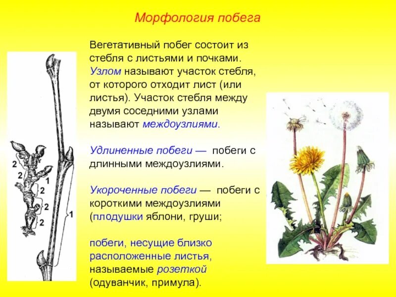 Состоит из стебля листьев и почек. Морфология стебля и побега. побег. морфология побега.. побег стебель морфология стебля и побега. побег состоящий из стебля листьев и почек.
