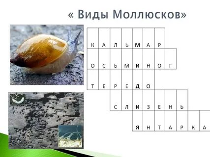 Моллюск 7 букв сканворд
