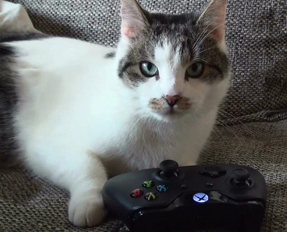 Play cat games