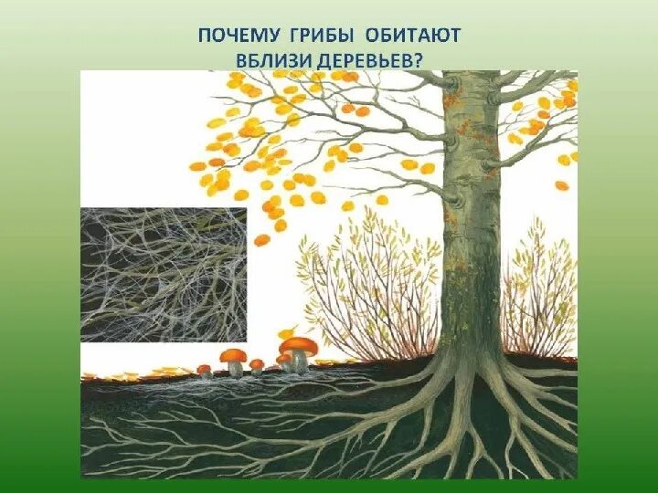 Почему грибы растут под определенными деревьями. Почему грибы растут под деревьями. почему грибы растут около деревьев. грибы около дерева. почему грибы растут возле деревьев.