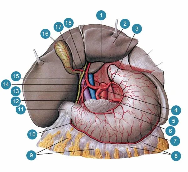 Чревный ствол и его ветви. Сосуды чревного ствола анатомия. Топография чревного ствола. Чревный ствол анатомия Неттер.