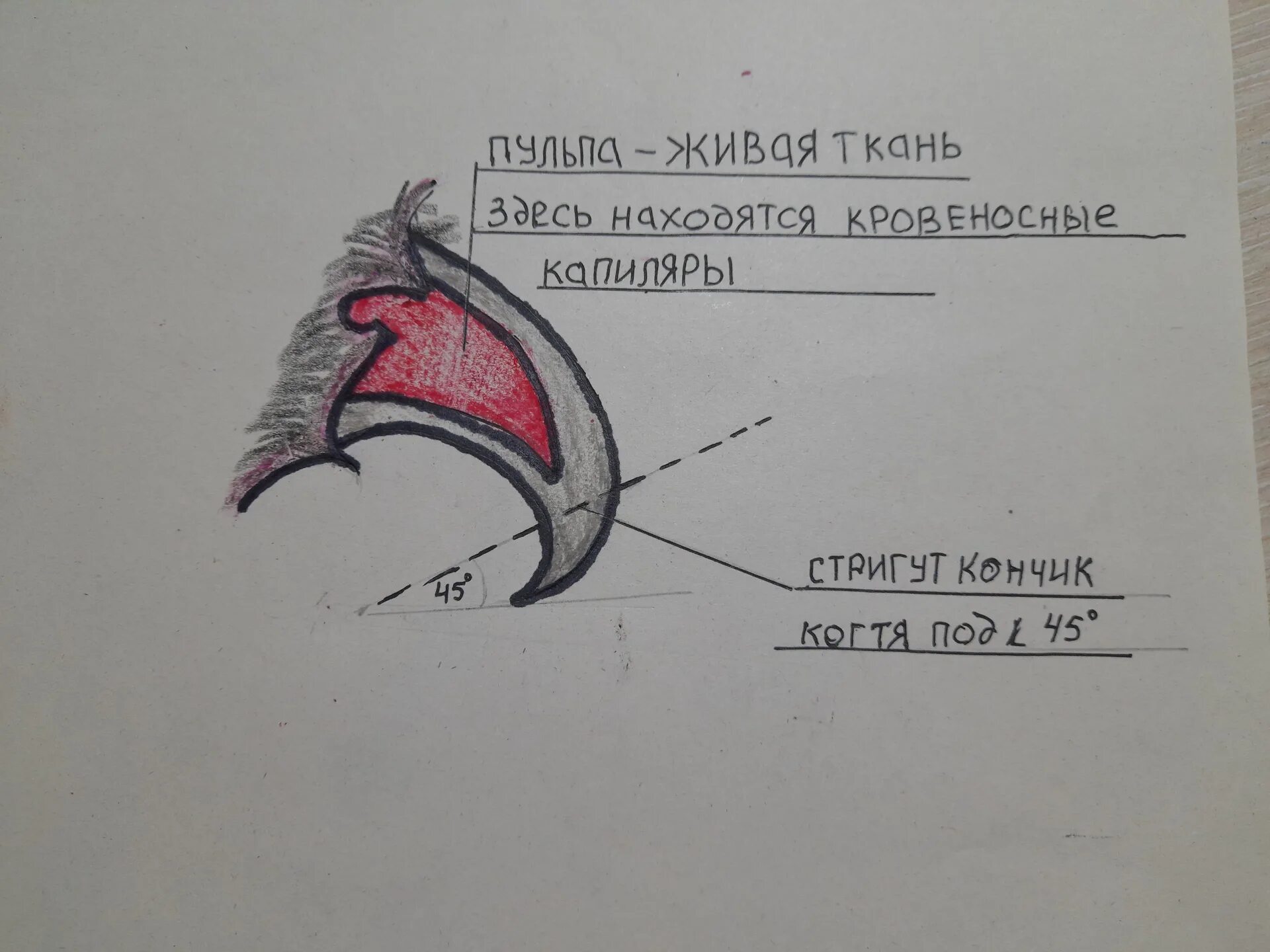 Со скольки можно стричь когти котенку. Как стригут собаке когти подвешивая. лайфхак как подстричь когти собаке в сумке. как правильно подстричь собаке когти если сильно отрасли.