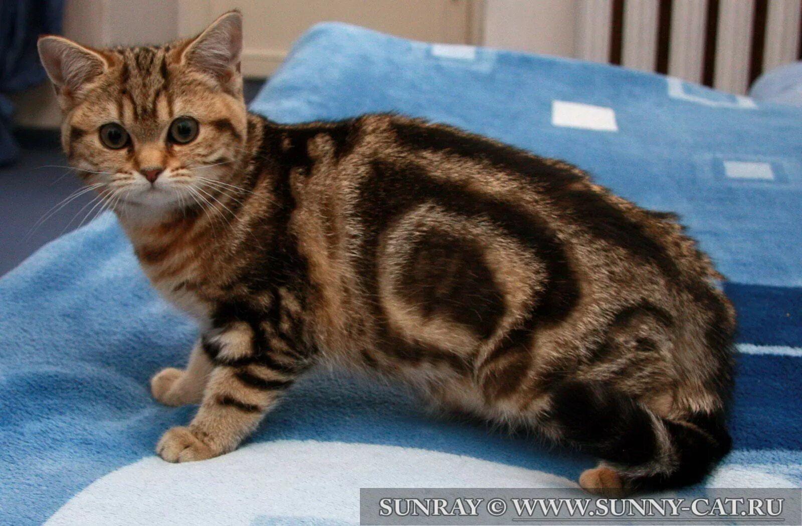 Pin by Николай Александрович on КОТЫ-2. Cats, Weird animals, Cats of instagram