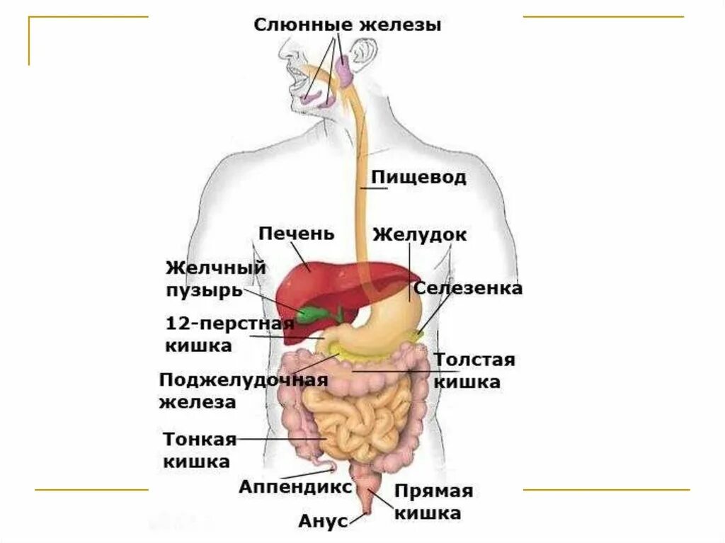 Органы пищеварения процессы таблица. Система органов пищеварения + пищеварительные железы. Железы пищеварительной системы схема. Пищеварительные железы печень функции. Строение пищеварительной системы печень.