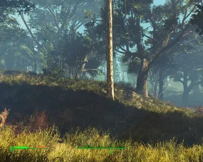 Forest edition