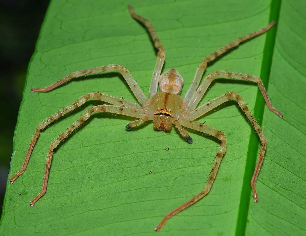 Huntsman spider