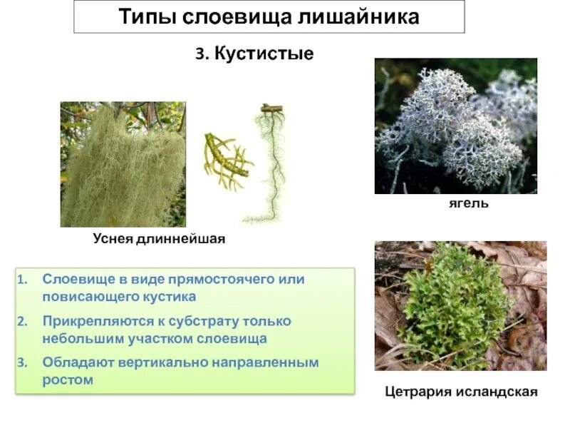 Система лишайников