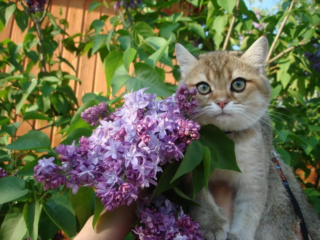 Кошки сиренью. Котенок в сирени. Кошка и сирень. Кошка в саду. Рыжий кот в сирени.