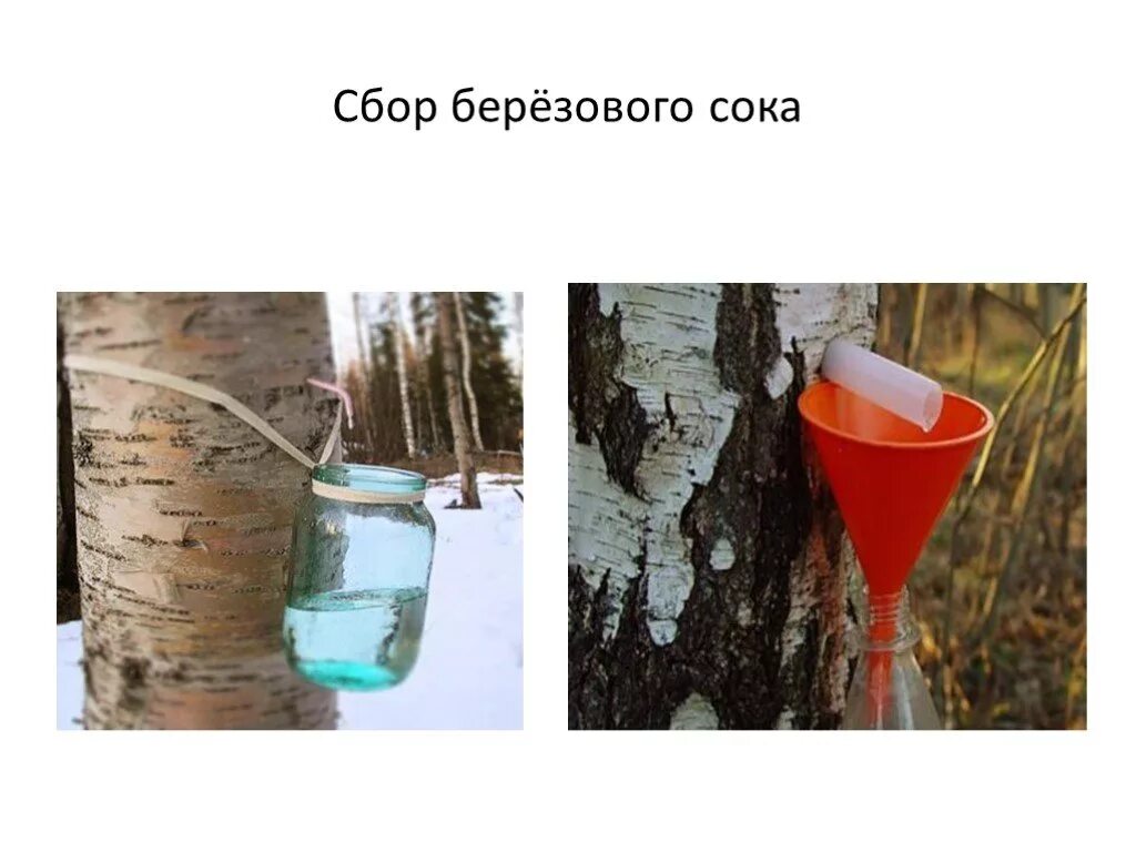 Березовый сок сообщение по биологии. Правила сбора березового сока 6 класс биология. правила сбора березового сока. сбор сока с березы. правила бора берёзового сока.