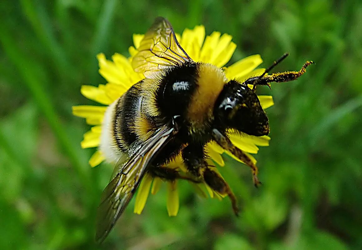 Шмель Земляной Bombus terrestris. Шмель обыкновенный (Bombus). Степной Шмель Bombus fragrans. Перепончатокрылые Шмель.