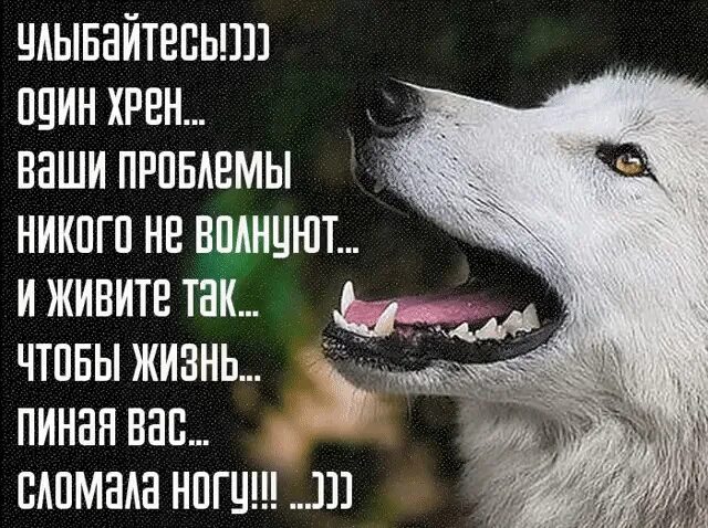 Ни меня не волнуют. С волками жить по Волчьи выть. Мне никто не нужен цитаты. Среди Волков жить по Волчьи выть. С волками быть по Волчьи выть.