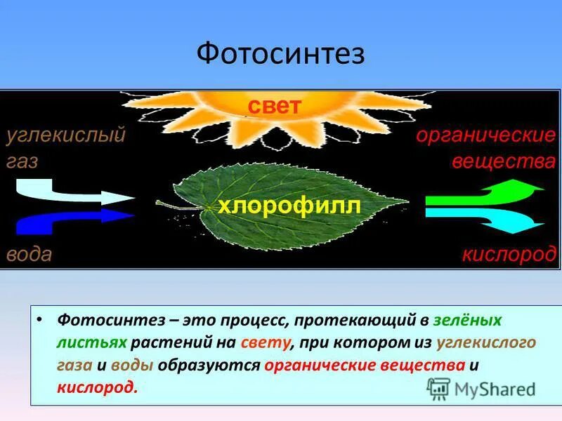 Процесс фотосинтеза.