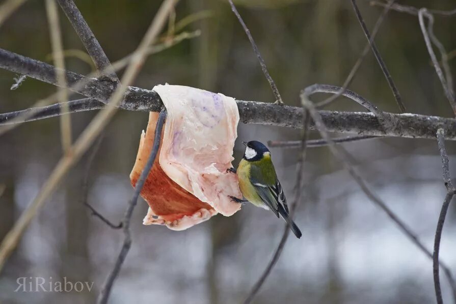 как прикрепить сало для синичек