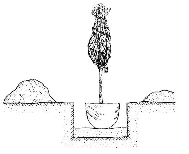 Закрытая корневая система посадка. Технология посадки крупномеров. Технология посадки дерева с комом земли. Технология посадки саженцев с комом земли. Схема посадки древесного саженца.