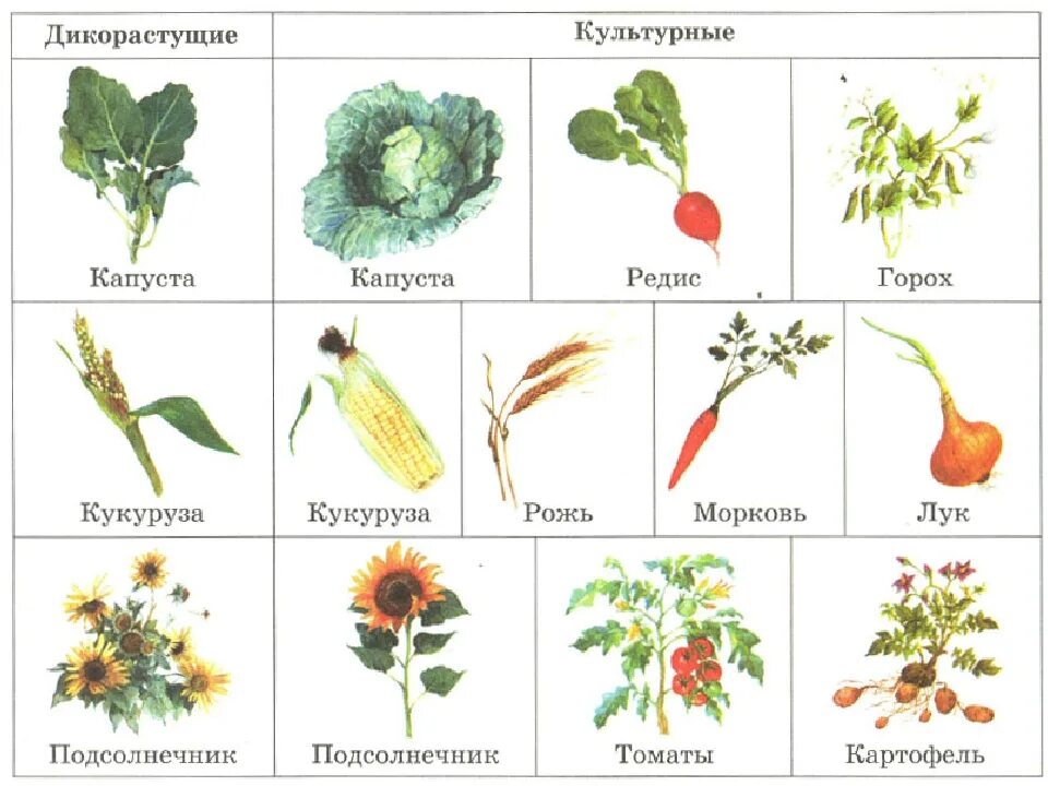 Распределите культурные растения по группам. Различия дикорастущих и культурных растений. Травы культурные и дикорастущие названия. Дикорастущие и культурные растения названия. Дикорастущие растения и культурные растения примеры.