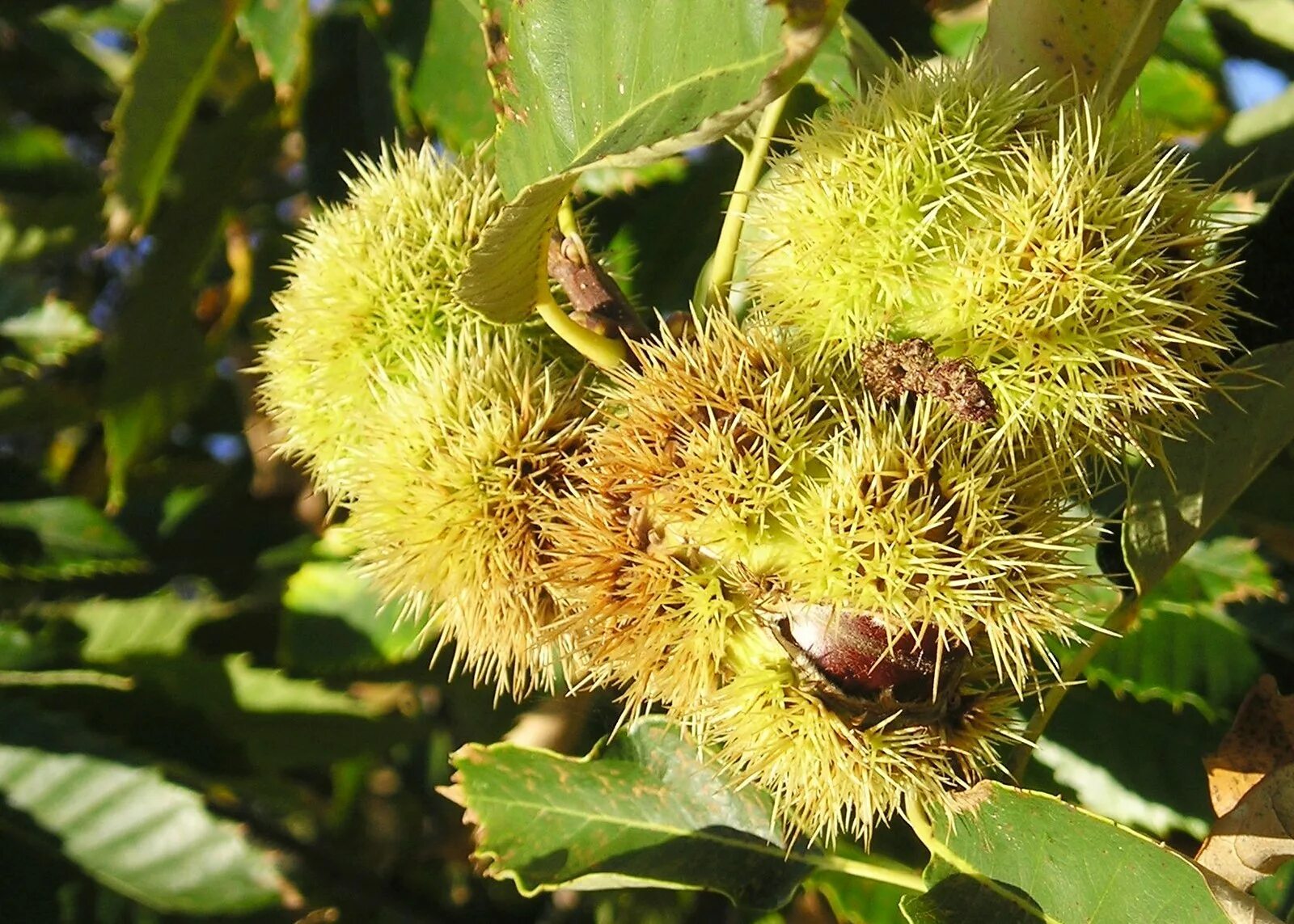 Северная каштаны. Каштан дентата. Castanea mollissima. Каштан северной америки. Северная каштаны.