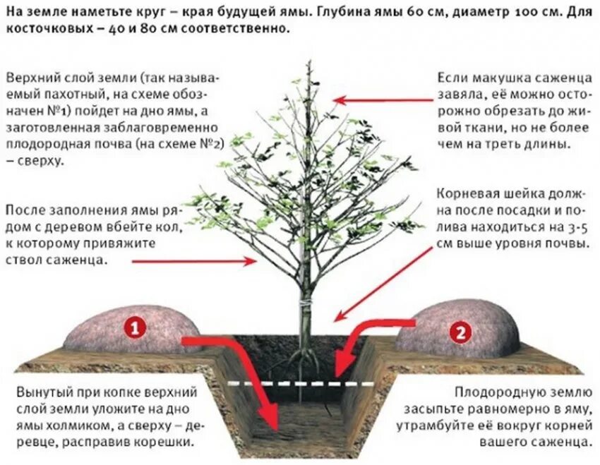 Ближайшая пересадка. Правильная посадка саженцев яблони. Схема посадки саженца яблони. Размер ямы для саженца яблони. Посадка деревьев плодовых весной саженцев правильная посадка.