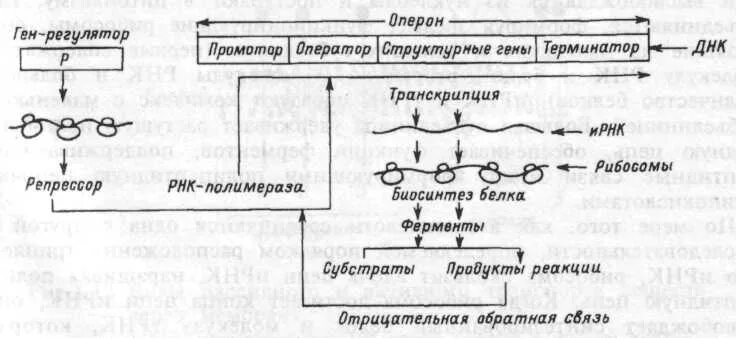 Синтезирует белки ферменты. Схема регуляции синтеза белка. Схема генетического контроля синтеза ферментов у бактерий. Схема биосинтеза белка бактерий. Схема регуляции синтеза белка у прокариот.