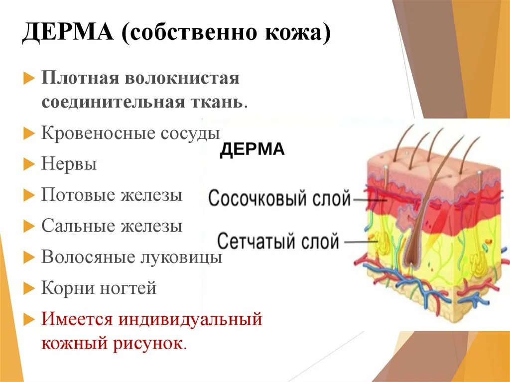 Значение кожи и ее строение тест. Строение собственно кожи. Информация о строении кожи человека. Кожа человека строение и функции. Значение и функции кожи.