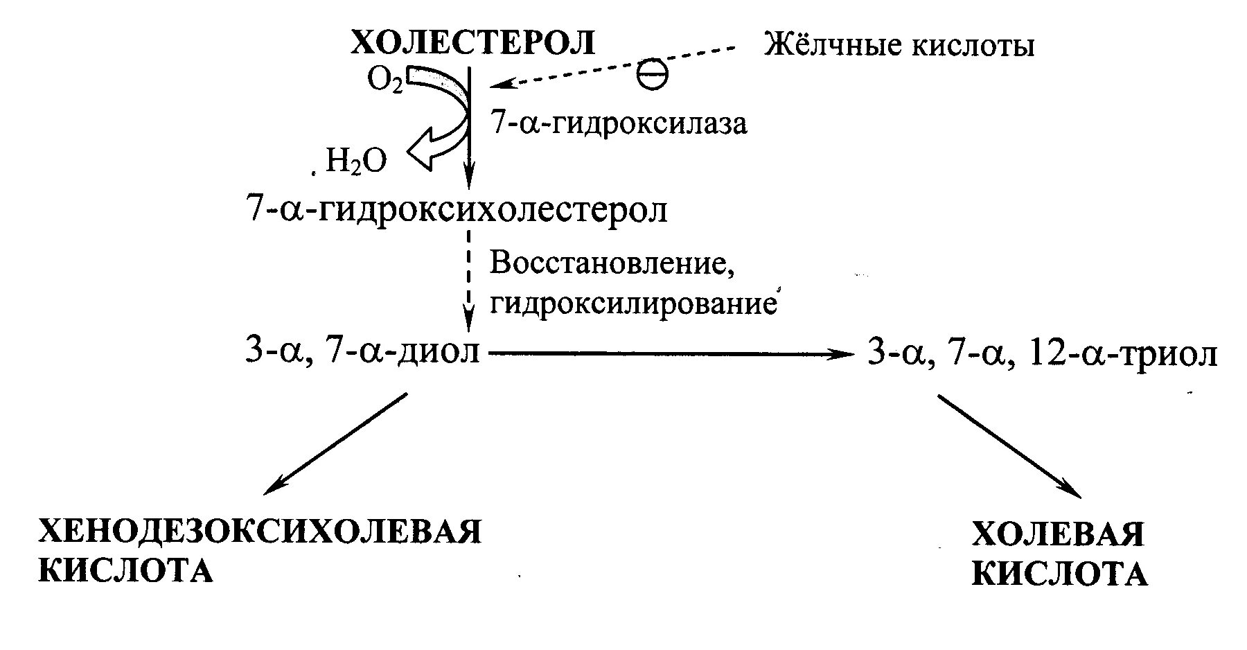 Холестерин желчных кислот. Схема синтеза желчных кислот. синтез желчных кислот из холестерола. синтез желчных кислот биохимия. синтез желчных кислот биохимия реакции.