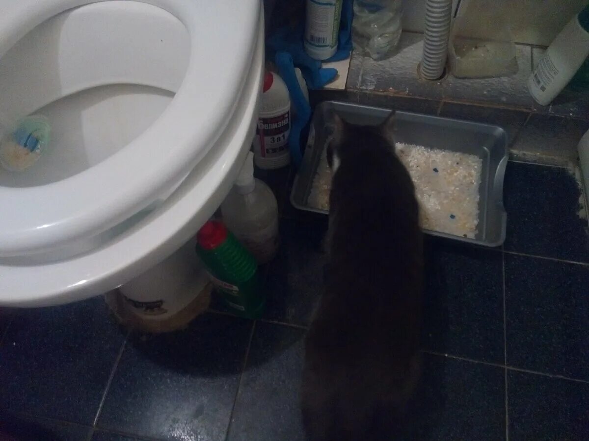 Кот какает. Ходить в туалет по маленькому. Маленький котик какает. Три дня не ходит в туалет