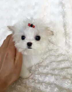 Карликовые породы собак фото с названиями