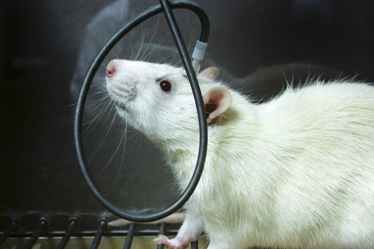 лабораторных крыс 1. лабораторные мыши. лабораторные мыши. лабораторные крысы вистар. лабораторные животные.