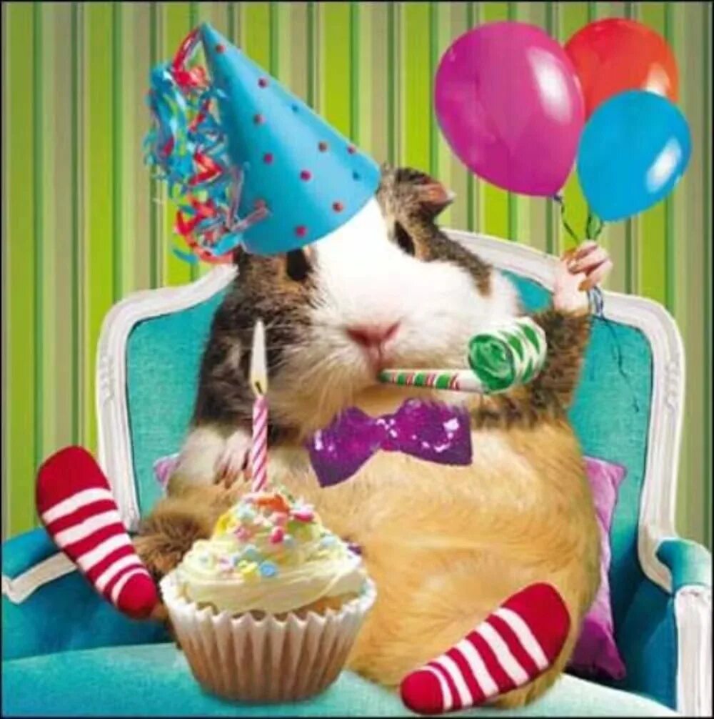 Поздравление хомяка. С днём рождения с животными. С днем рождения хомяк. Животные поздравляют с днем рождения. Хомяк поздравляет с днем рождения.