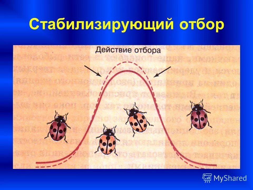 Результатом стабилизирующего отбора является. Результатом стабилизирующего отбора является