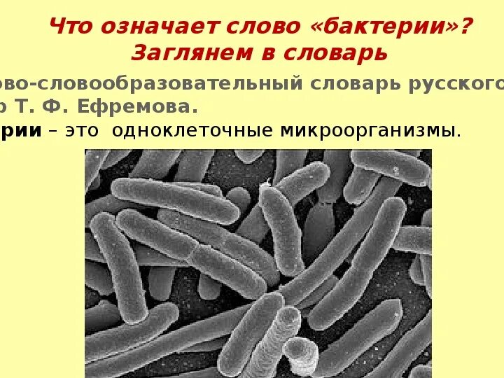 Бактерии сообщение кратко. Что такое бактерии 3 класс. Бактерии 3 класс окружающий мир. Сообщение о бактериях 3 класс. Сообщение о бактериях 2 класс.