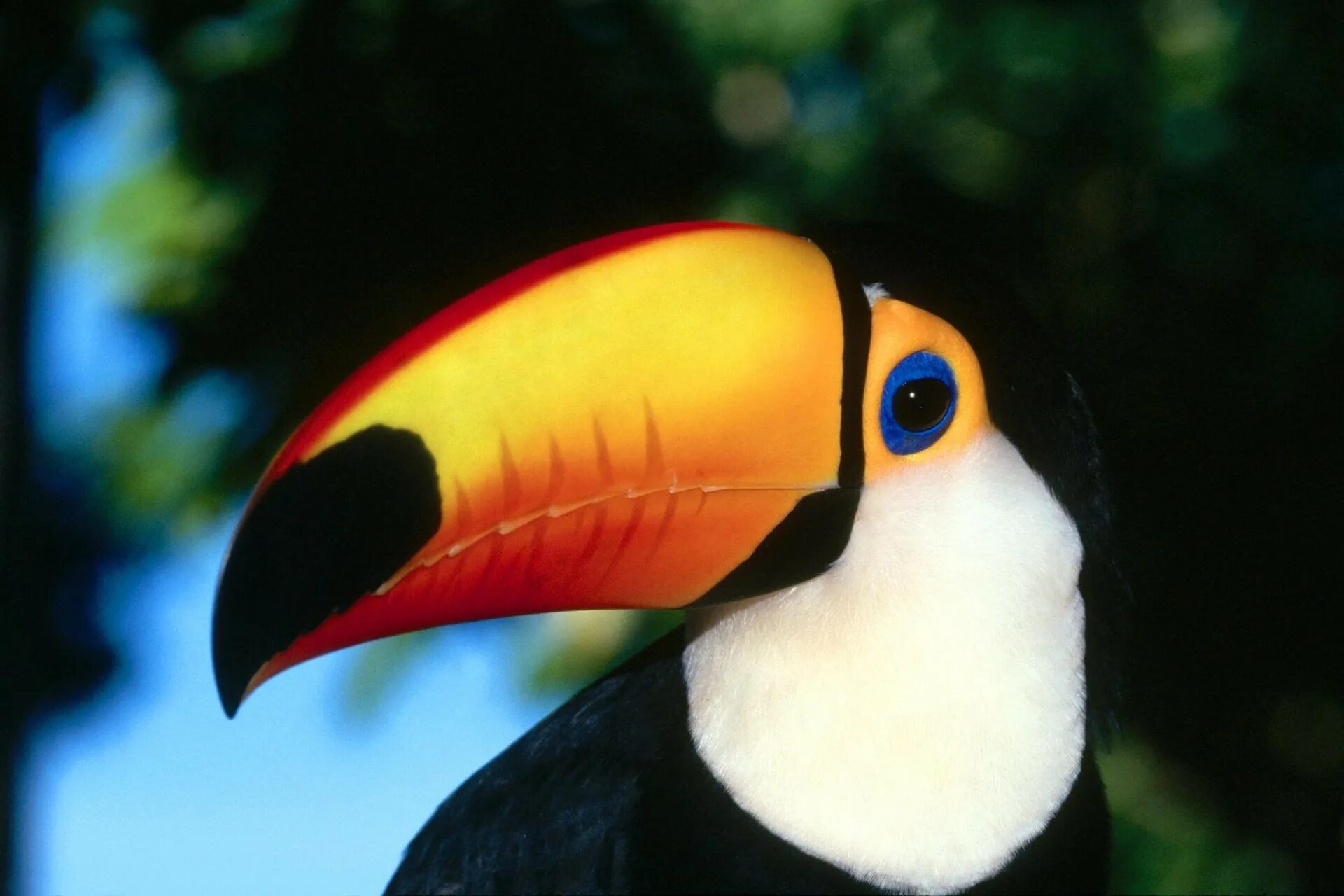 птицы африки тукан. лимонногорлый тукан. лимонногорлый тукан. желтоклювый тукан. попугай с оранжевым клювом.