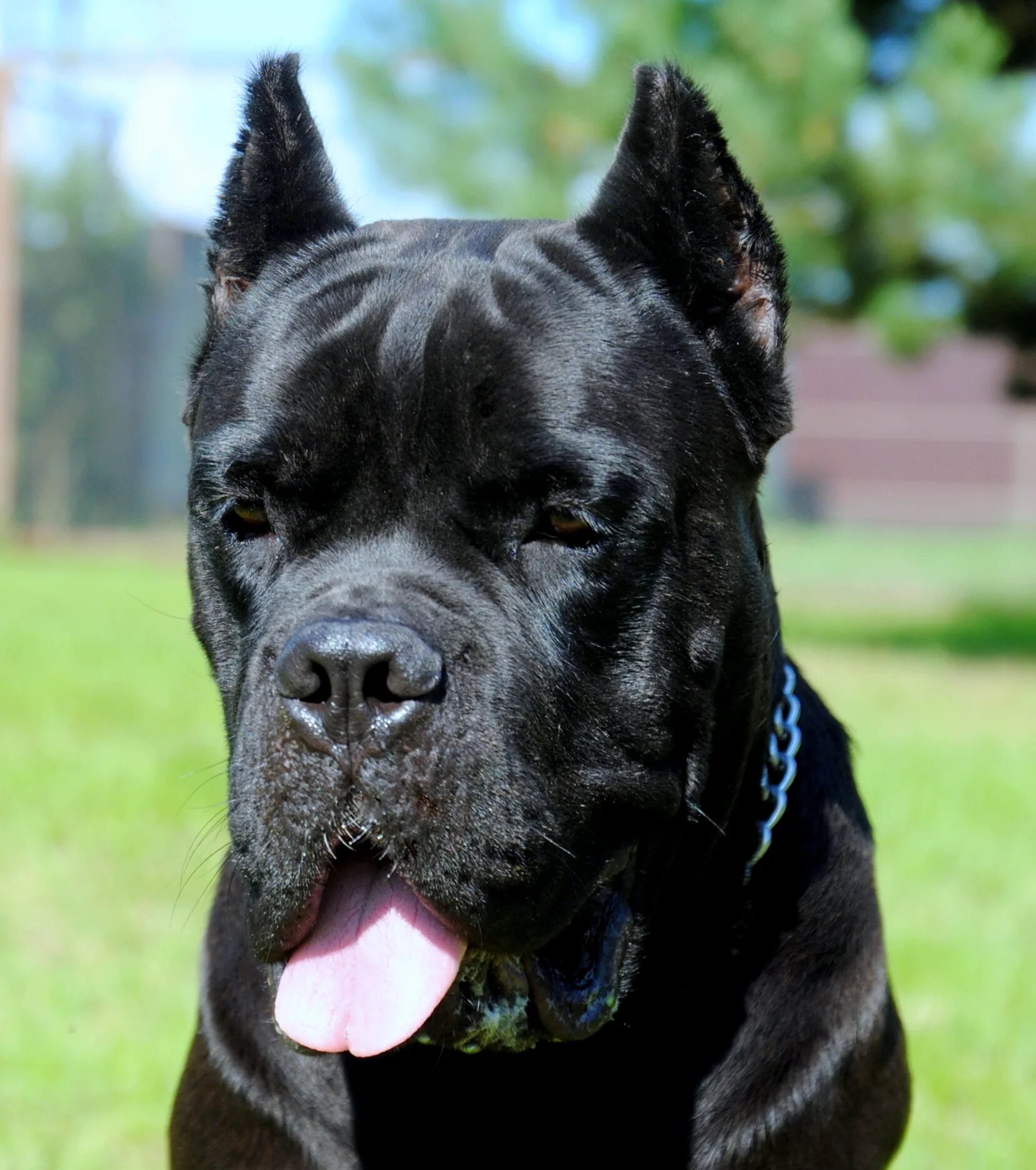 Питомники арлекинов. Джентли борн энтони. Питомники арлекинов. Блэкберри для оллада арлекин. Питомник пуделей джентли борн в москве.