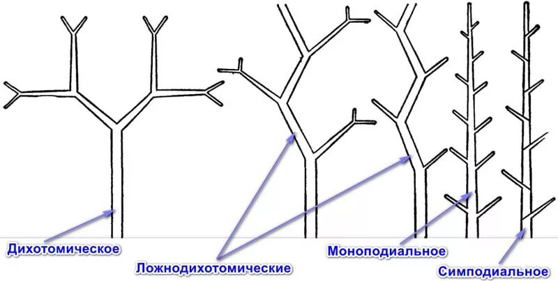 Нарастание растений. Схемы типов ветвления побегов. Типы ветвления побега монопоидальное. Типы ветвления побегов дихотомическое. Схемы различных типов ветвления побегов.