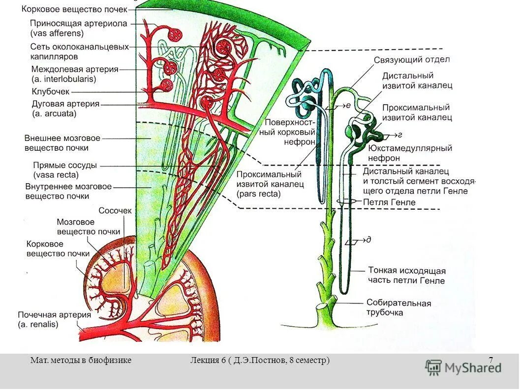 Мозговой слой почки строение. Строение коркового вещества почки анатомия. Строение нефрона почки гистология. Схема строения почечной дольки. Капсулы нефронов находятся в мозговом