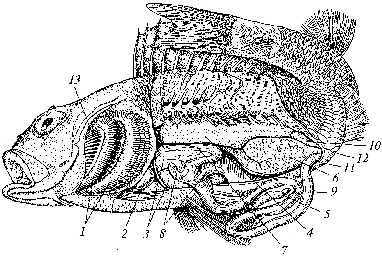 Внутреннее строение карася. Внутреннее строение костистой рыбы окуня. Пилорические придатки у рыбы. Топография внутренних органов костной рыбы. Строение костистой рыбы окуня.