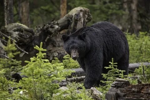Bear description